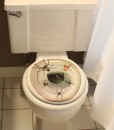 Spider Toilet Topper
