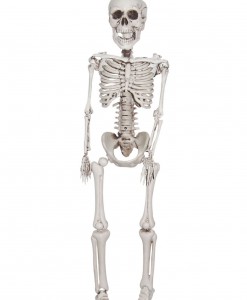 20 Inch Plastic Realistic Skeleton