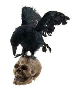 Crow Looking Down on Skull Decoration