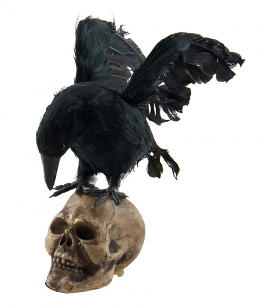 Crow Looking Down on Skull Decoration
