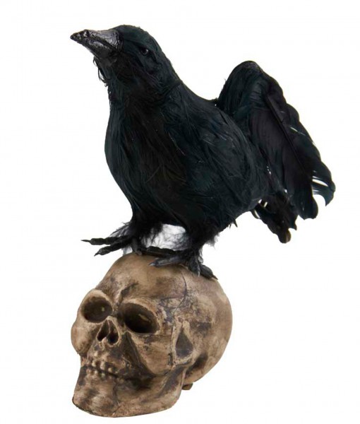 6 Crow Looking Up on Skull
