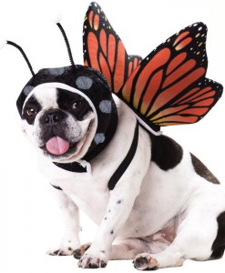 Butterfly Pet Costume